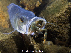 A perch tries to eat a crayfish but it is too big bite fo... by Michal Kubík 
